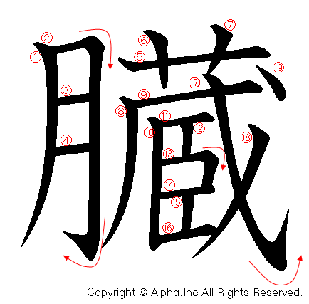 臓の書き順画像低解像度版